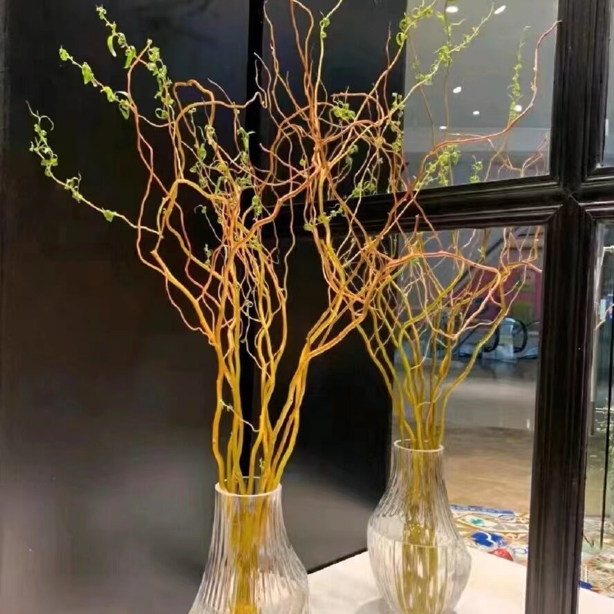 【黄金龙柳】家庭插花 花艺设计养护花期鲜花
