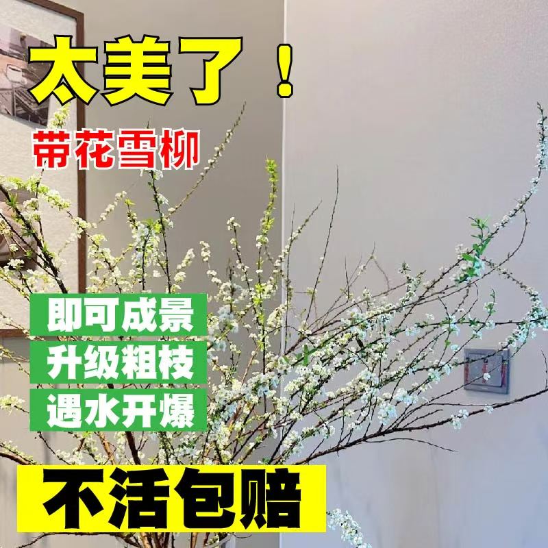 鲜枝雪柳东北基地直发雪柳水培耐寒遇水开花水培鲜切冬日里的浪漫