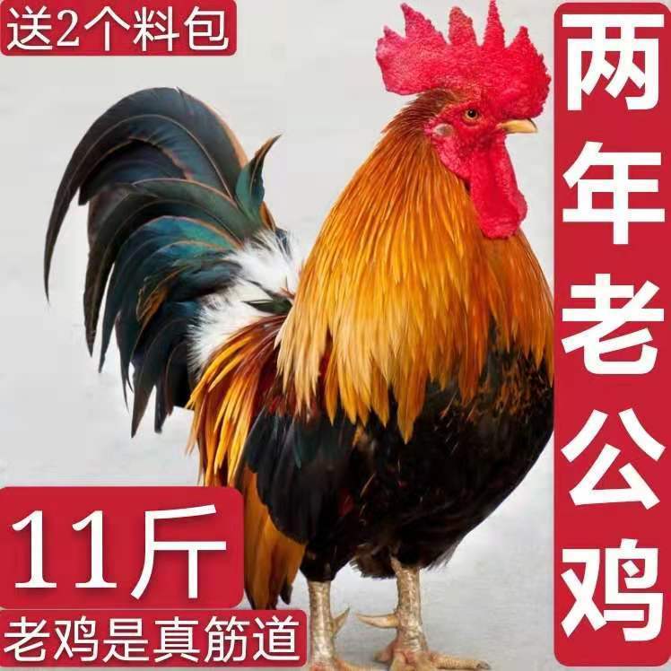 【散养两年老公鸡】正宗农村老公鸡现杀新鲜品质鸡肉土鸡柴鸡2500g