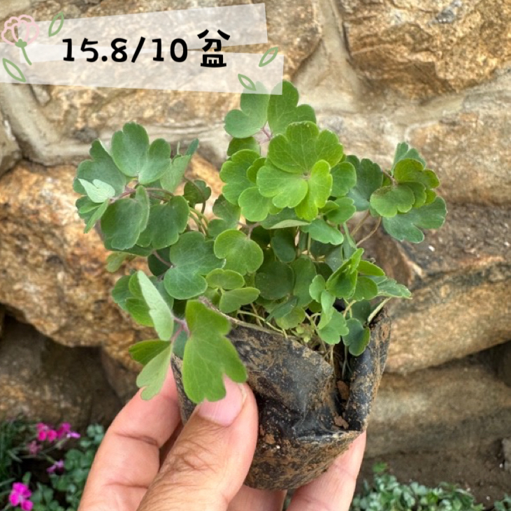 耧斗菜小苗7cm杯苗耐寒常绿多年生颜色随机