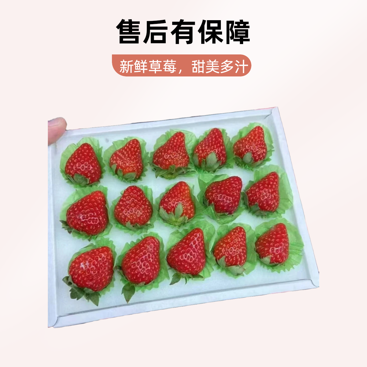 正宗丹东99草莓 新鲜草莓 250克，自然完熟，颜色深，香味浓，甜度高，酸度低，各方面都超优秀!