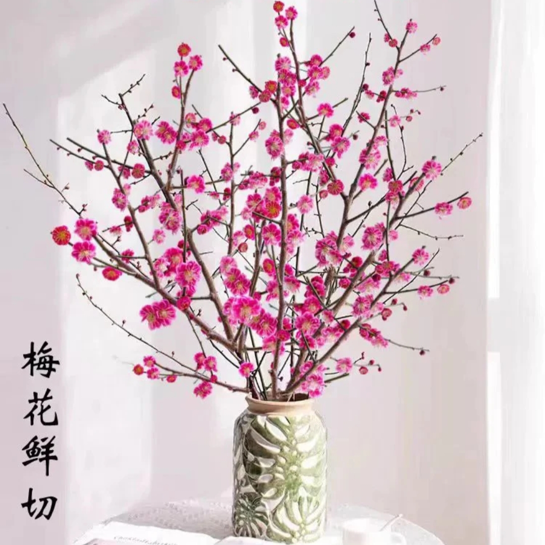 【水培鲜枝红梅花】新年装饰耐寒易活枝条花苞植物花卉庭院阳台植物