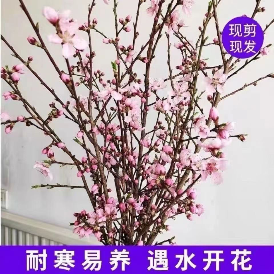 【年前不开花砸店】鲜枝红梅粉梅花枝条花苞耐寒易活插水培植物花卉