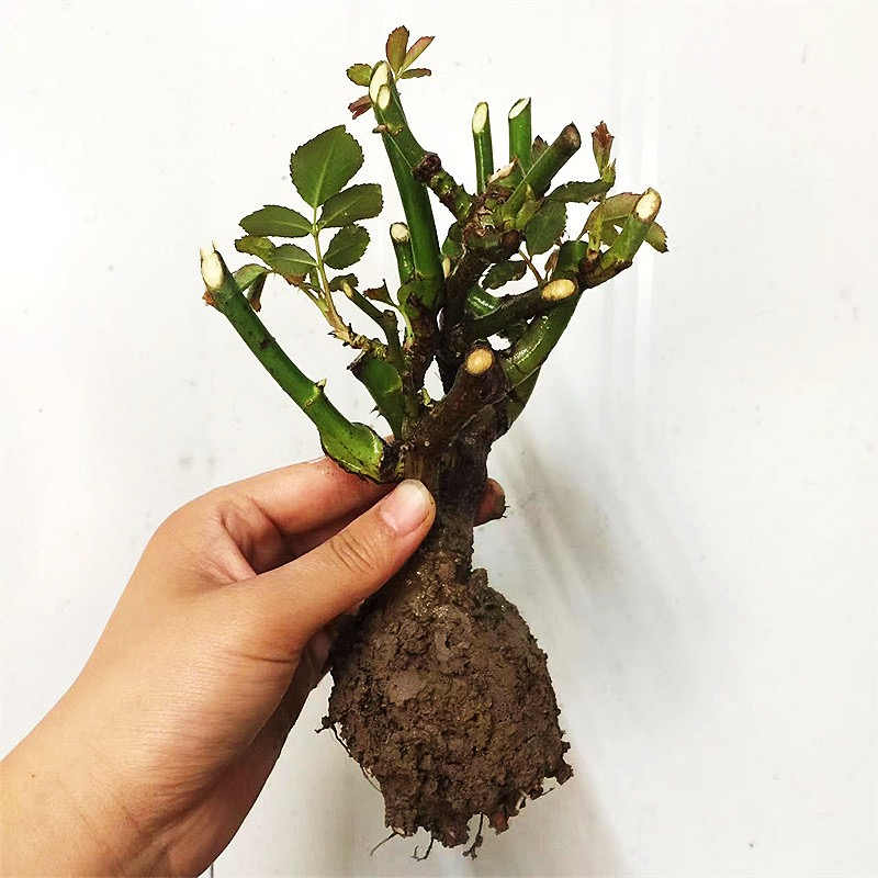 【基地现挖现发】嫁接月季多色玫瑰花耐寒花卉盆栽老根苗花苗