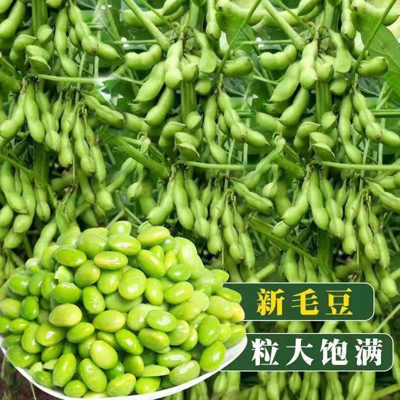 九月寒毛豆种子早熟高产菜种籽蔬菜种孑九月鲜四季种植青豆菜豆