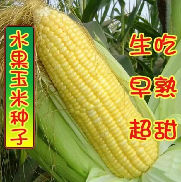 拍三送一四季播种水果玉米种子枣树超甜高产家庭种植品质种子原装