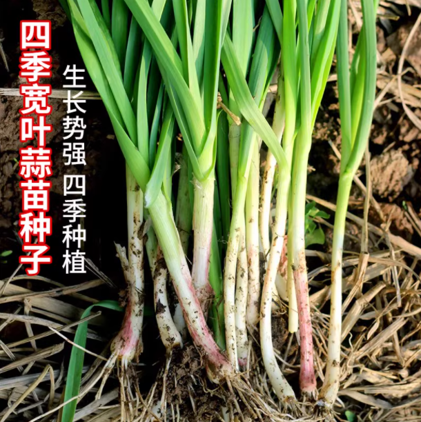 籽种拍三送一阳台庭院种植小根蒜种子、蒜苗种子家庭种子蔬菜种子