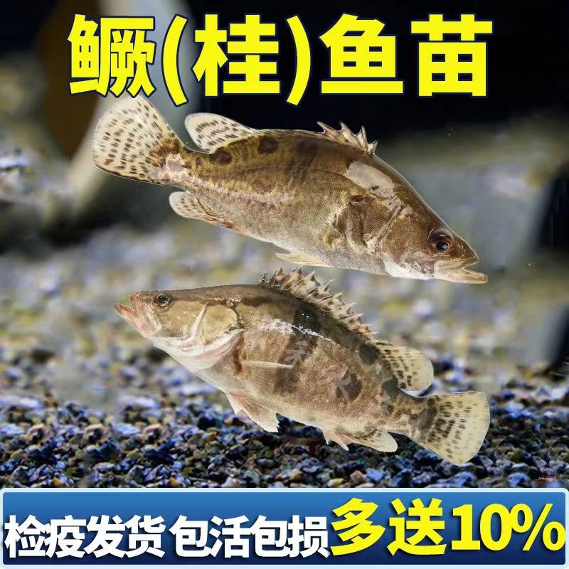 鳜鱼苗桂花鱼苗桂鱼大苗翘嘴苗淡水养殖活体食用肉食性桂路亚鱼苗