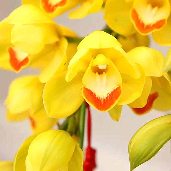 【黄金岁月】6支花剑大花惠兰 云南高原兰花 花期长 年宵花