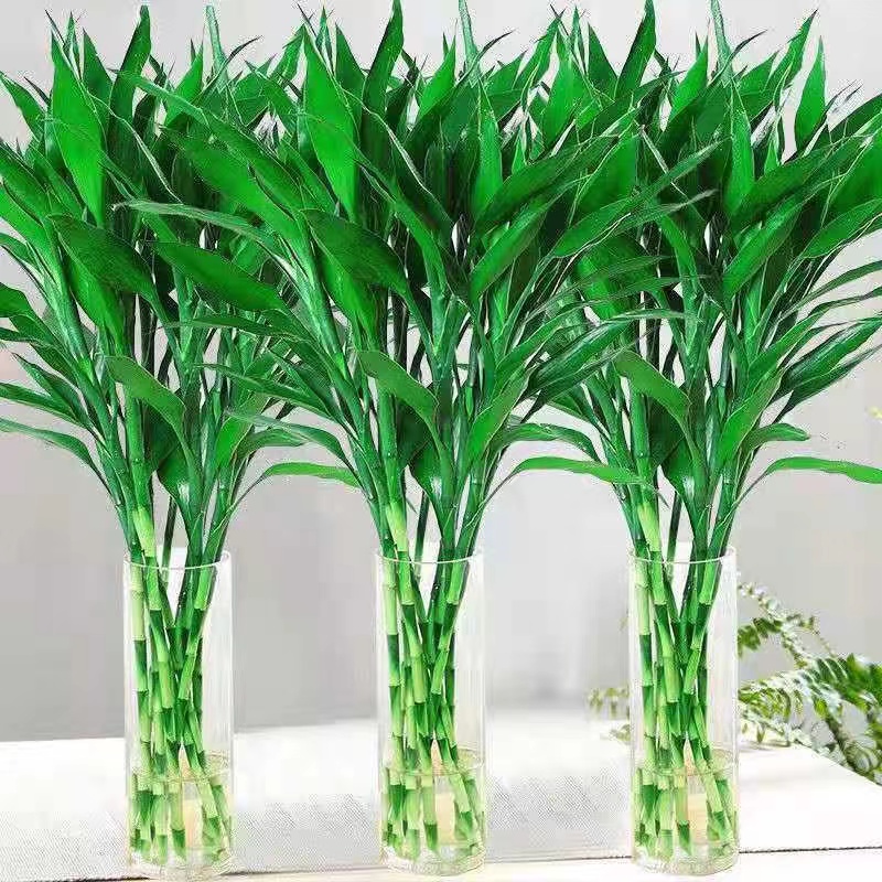富贵竹水培植物盆栽绿植花卉室内花客厅招财水养绿萝转运竹节节高