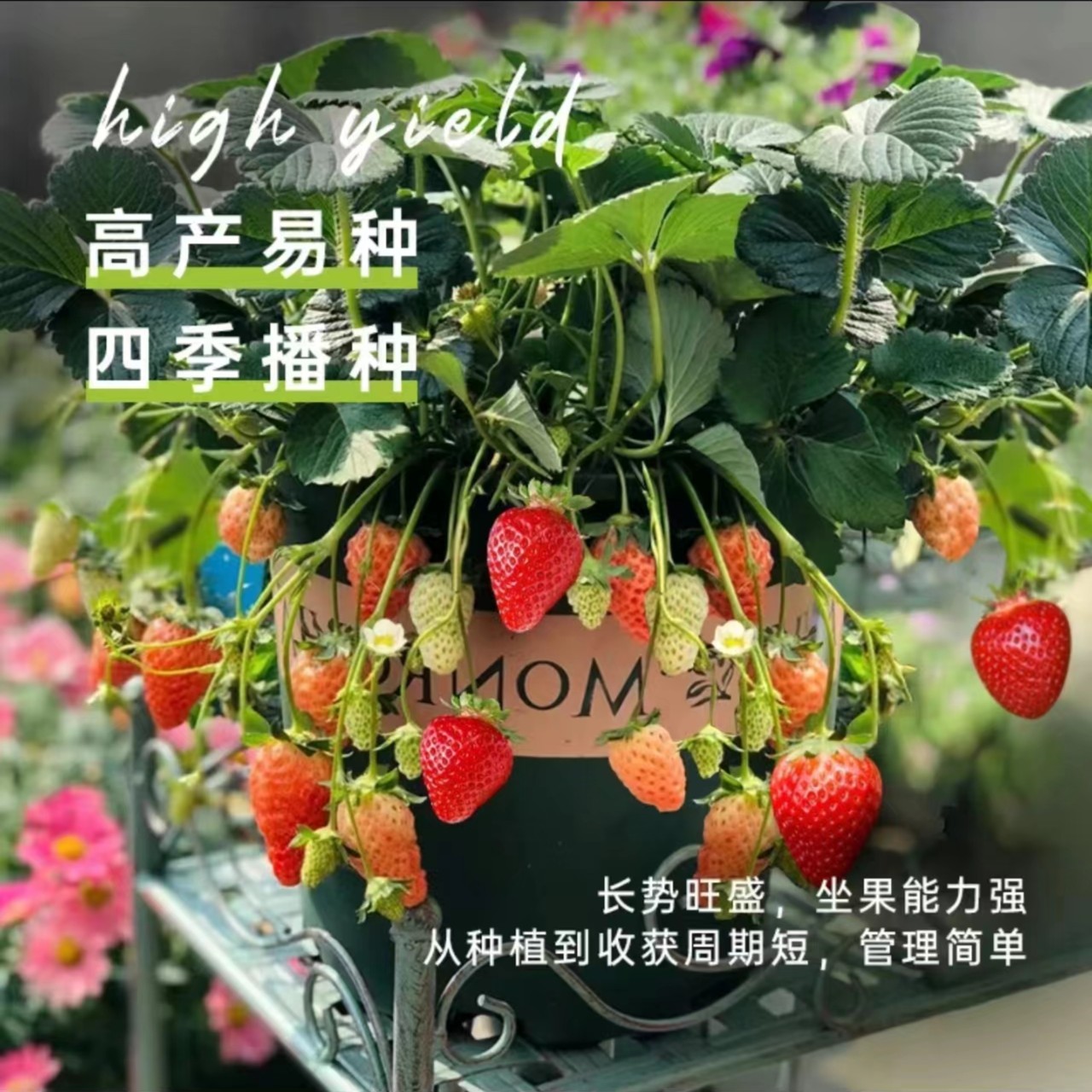 好吃优质脱毒奶油草莓苗穴盘盆栽地栽室内南北方阳台四季结果种植