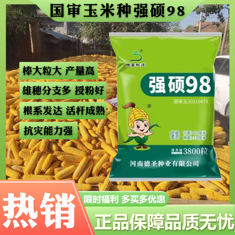 【赠送2袋控旺，注意防倒】国审强硕98稀植 高产大棒 抗倒伏 玉米种