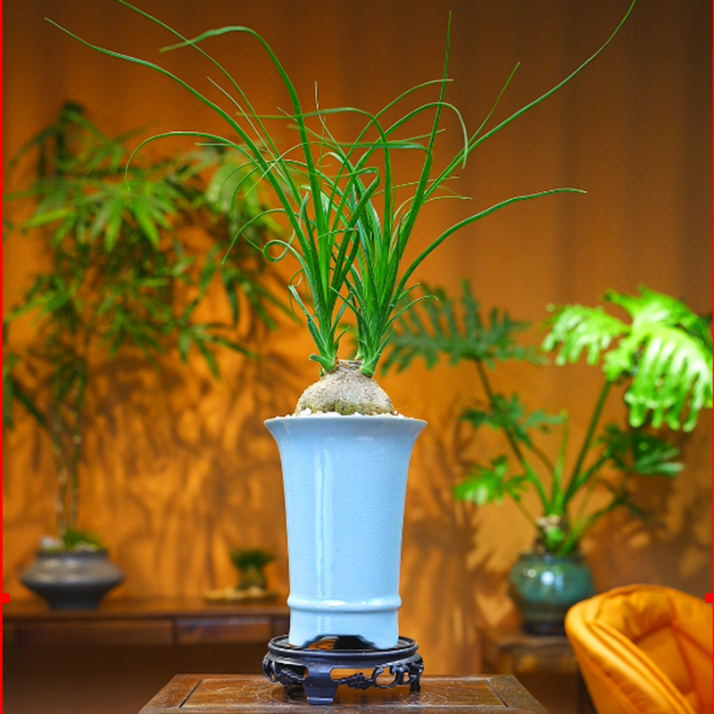 酒瓶兰桌面室内客厅盆景高档绿植办公室茶桌花卉禅意盆景文人植物