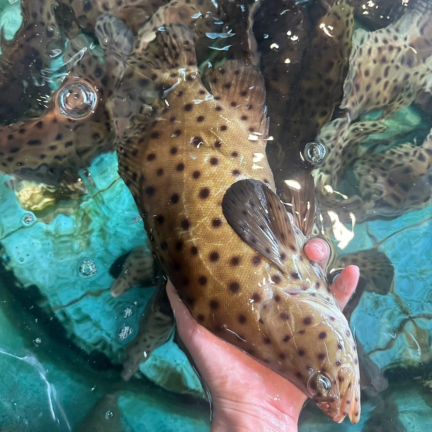 【老鼠斑】海钓老鼠斑海捕斑点鱼驼背鲈石斑鱼鲜活 2-8斤/条