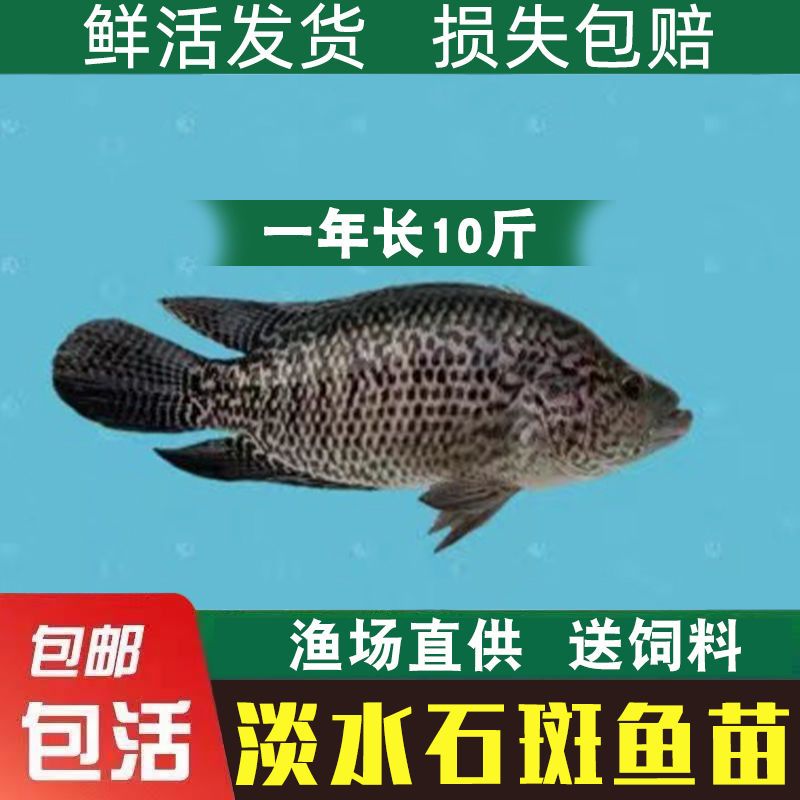 石斑鱼苗黑猫鱼苗鲙鱼淡水石斑鱼苗石斑苗花斑鱼苗花老虎斑活鱼