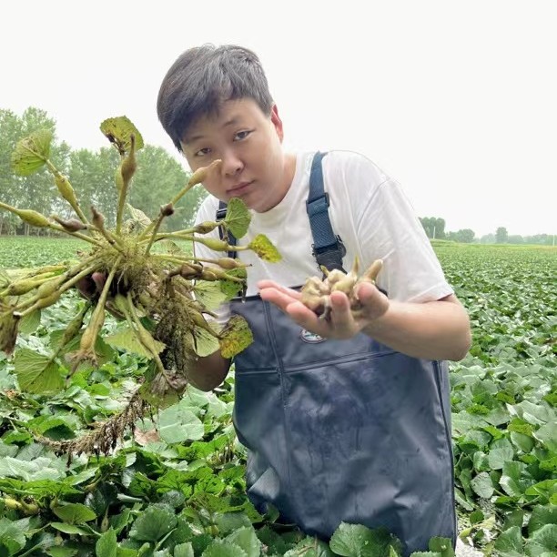 湖北新鲜老菱角3斤，5斤包邮
