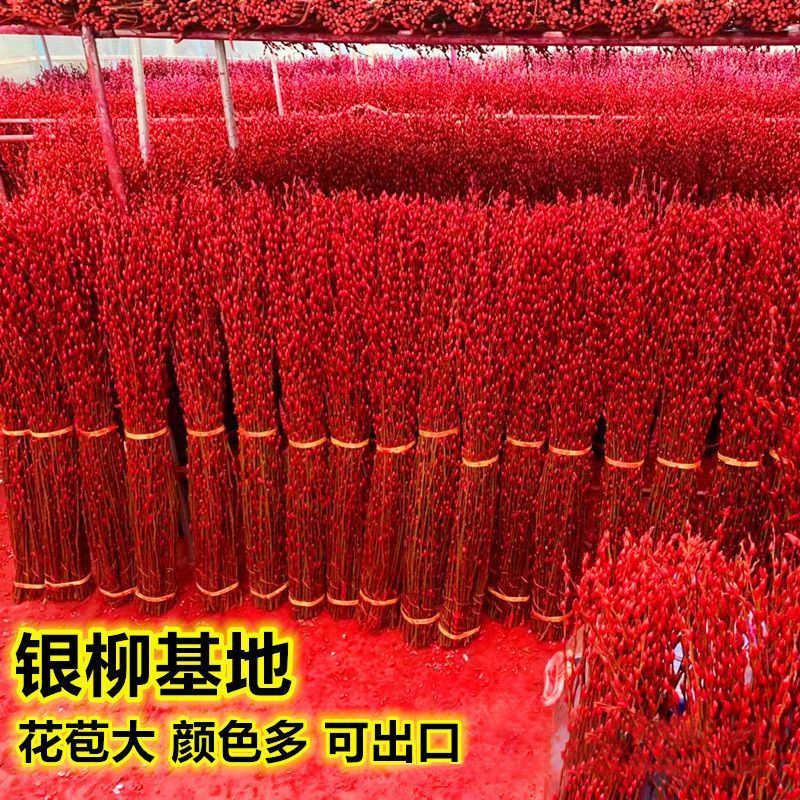 银柳真花鲜枝年宵花卉红色干花福桶银柳水培植物鲜花客厅室内装饰