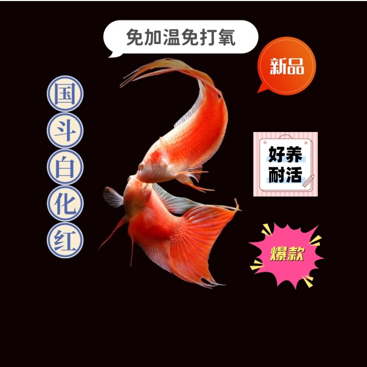 活鱼包邮中国斗鱼白化红饲养简单冷水鱼好养耐活免加温免打氧