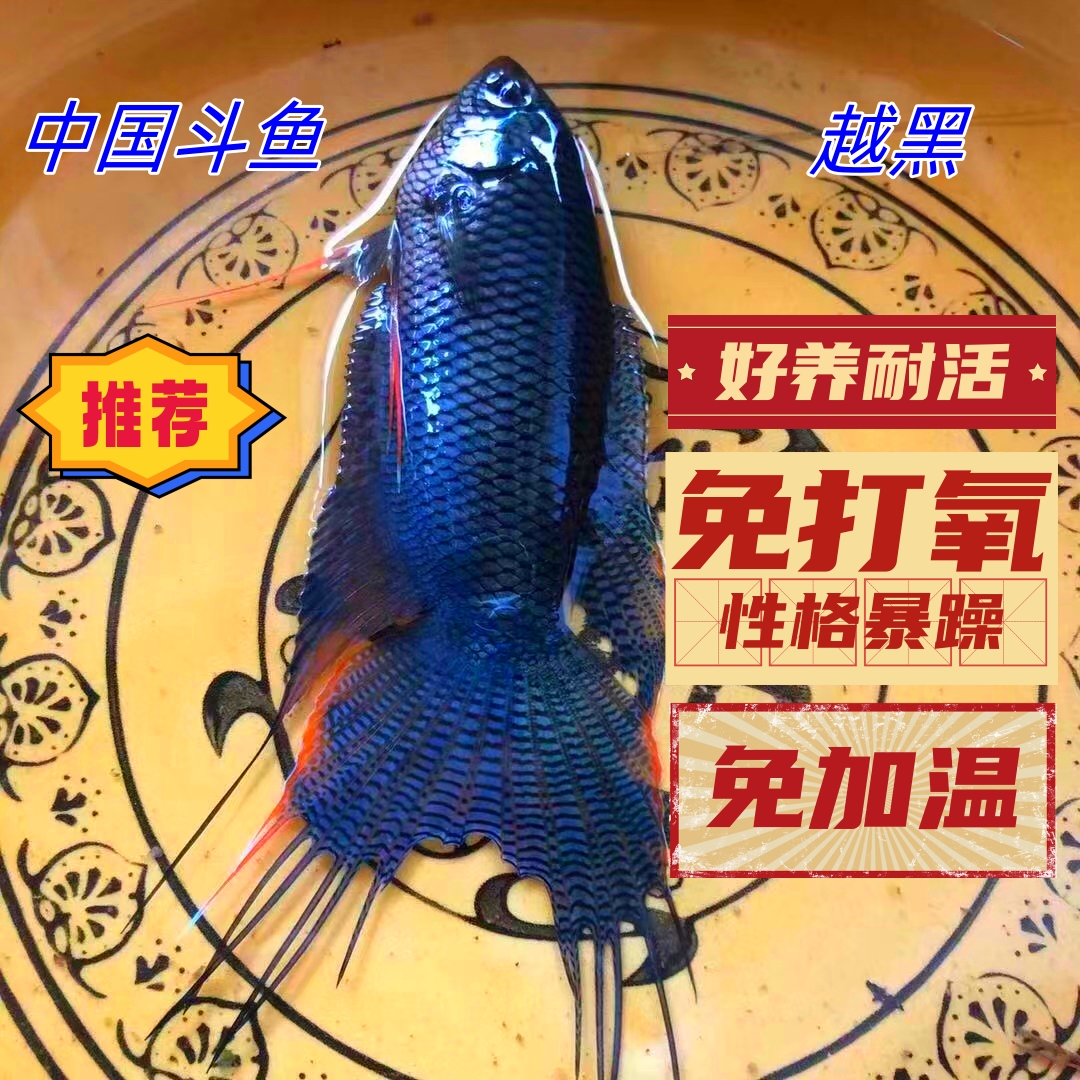 中国斗鱼活鱼包邮越黑黑叉斗鱼原生鱼性格暴躁冷水鱼饲养简单