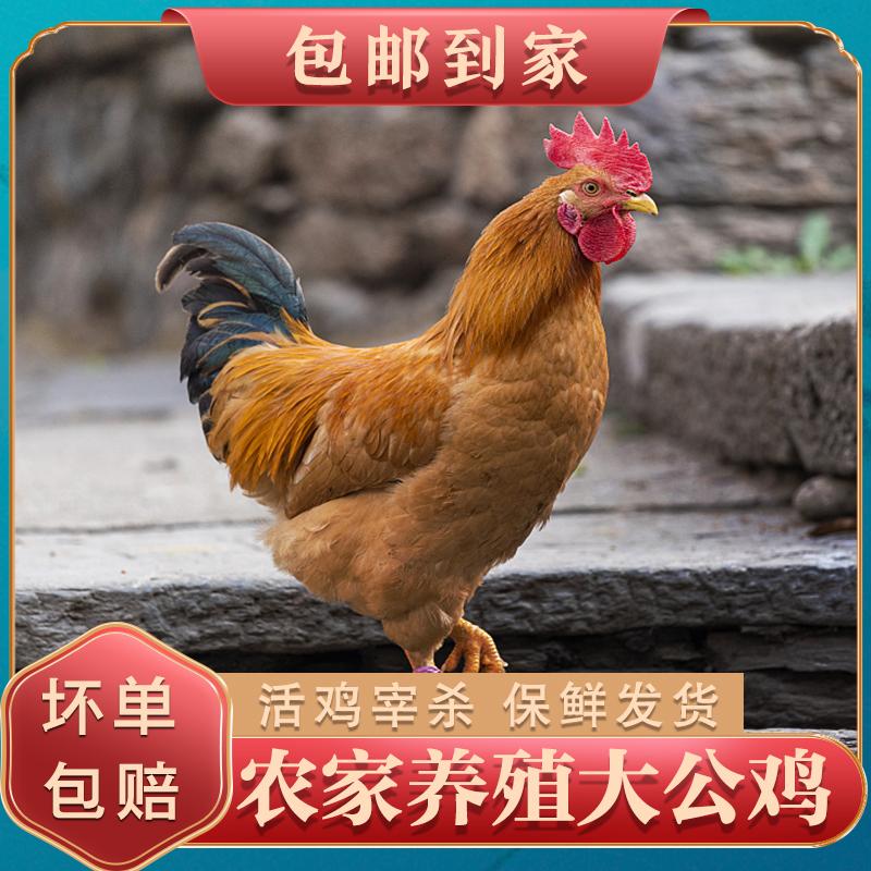 【新人加一只】大公鸡农家养殖溜达鸡共发2只共5.5—6斤顺丰包邮F26