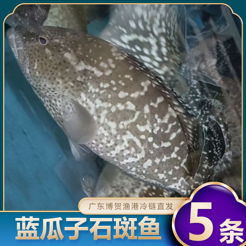 4斤共5条蓝瓜子石斑鱼广东名贵海鱼 肉质鲜嫩 渔港直发8两左右/条