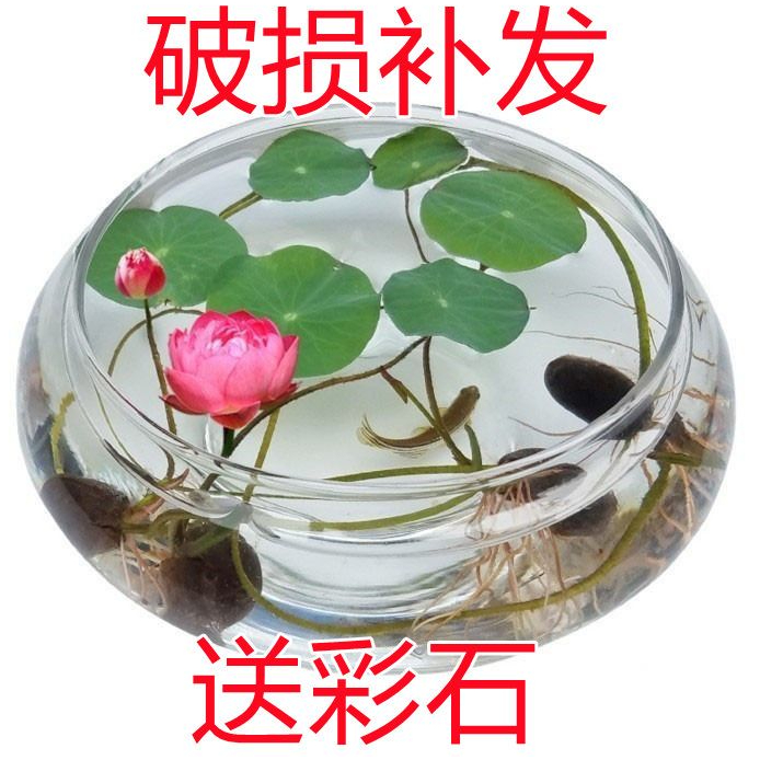 简约玻璃花瓶花盆水培植物花卉玻璃水养花瓶水仙碗莲铜钱草专用花