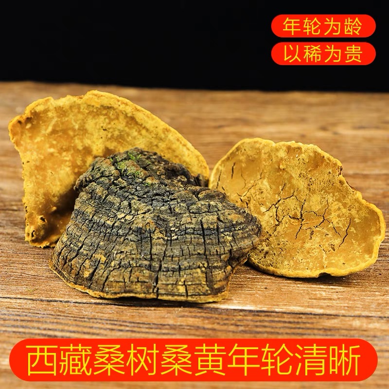 *西藏桑黄 泡水 泡酒 煲汤 西藏特色正宗食用不切片